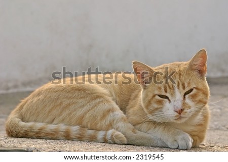 Kucni ljubimci Stock-photo-some-yellow-cat-trying-to-sleep-on-the-road-2319545