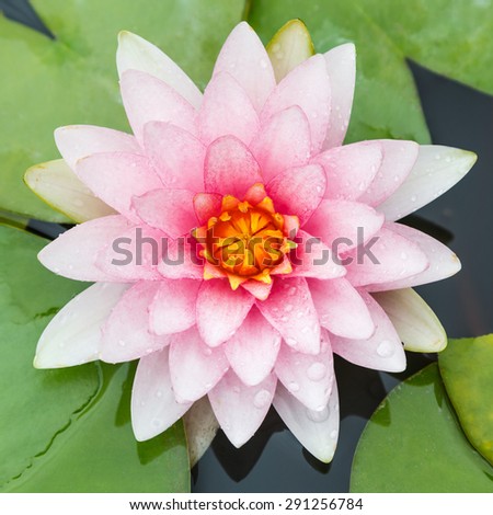 Pink Lotus under the morning light in Bangkok