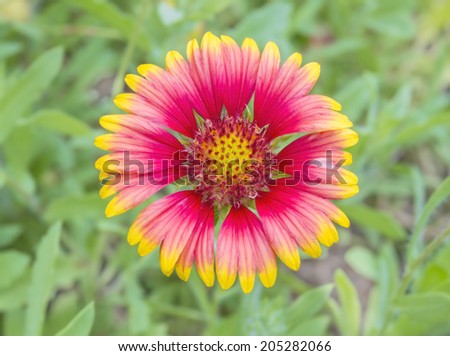 Red and yellow flower of the perennial Indian blanket flower
