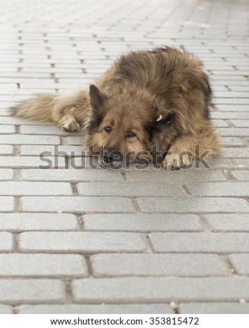 Tired hungry dog laying down on a side walk of Istanbul city,Turkey