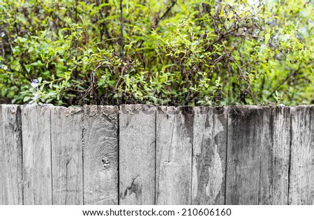 green grass and leaf plant over wood fence