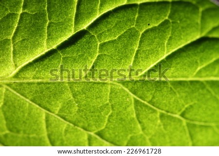 close look at the vein of a leaf