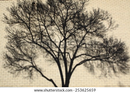 Shadow patterns of tree branches on a wall/ Blurred background of a wall with tree shadow on it.