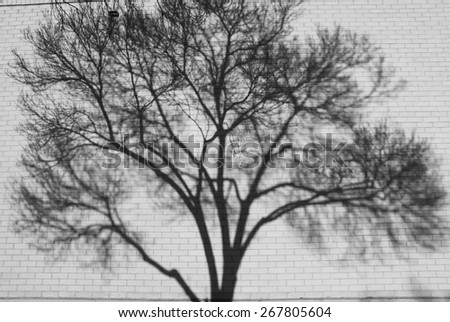 Black and White Shadow patterns of tree branches on a wall/ Blurred background of a wall with tree shadow on it.