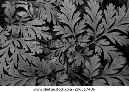 black and white leaves background