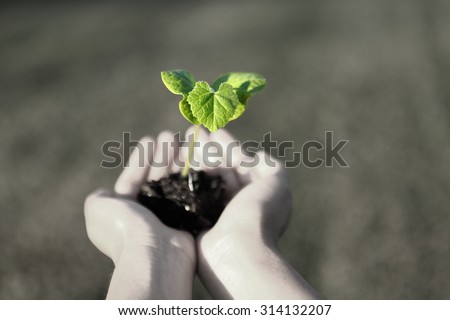 Human hands holding green small plant new life concept. copy-space