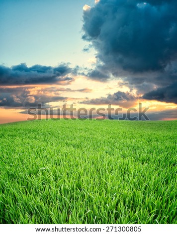 Green meadow in pure nature. Composition of nature.