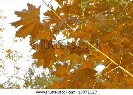 Autumn leaves; maple; background