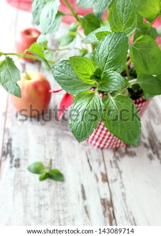 Mint herb growing in a pot  on wooden boards