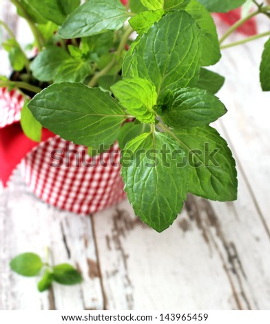 Mint herb growing in a pot on wooden boards