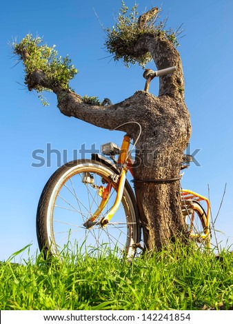 Old bike chained to the tree, for security, ecology, nature themes