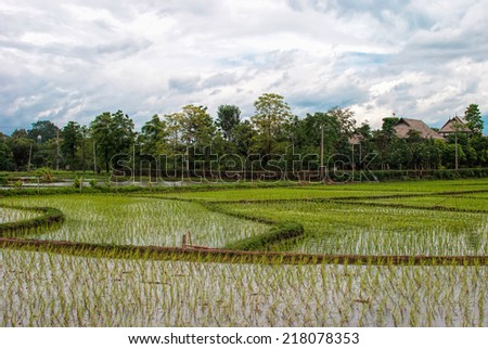 rice field and rain cloud