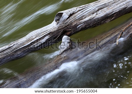 Water flowing on tree trunk , yosemite national park, USA