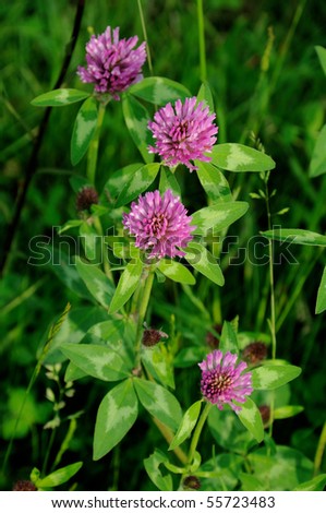 Red clover plants in sunshine