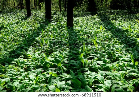 Wild garlic - Wild garlic plants in springtime at the edge of a forest