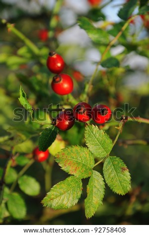 Rose hip Branch of a rose hip bush with ripe fruits