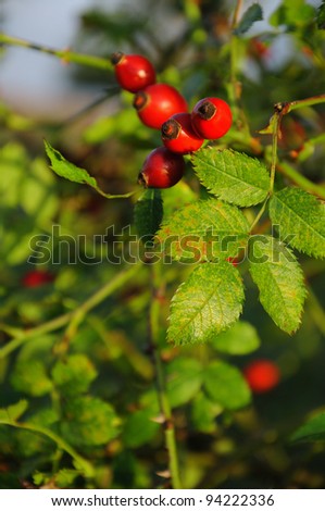 Rose hip Branch of a rose hip bush with ripe fruits