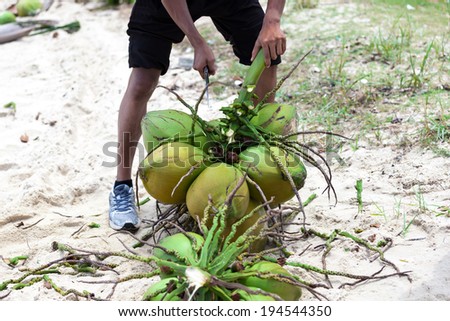 Local resident with a knife collecting coconuts in Malaysia