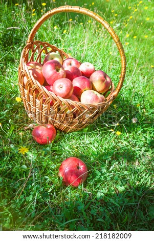 Two apples lie on the green grass in front of a basket with apples