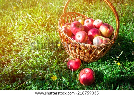 Two red apples lie in front of a basket with apples on the green grass with sunlight
