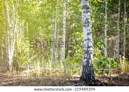The trunk of a birch on a background of birch trees in the sun