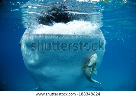 Whale Shark Front View