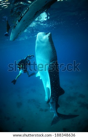 Photographer get close with Whale Shark