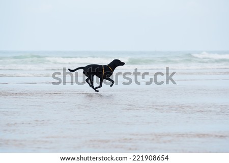 Purebred labrador retriever running with speed on wet sand, dog on the walk run along the beach touching waves, motion