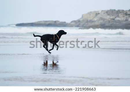 Black labrador retriever running with speed running on the beach, dog run along the beach touching waves, motion