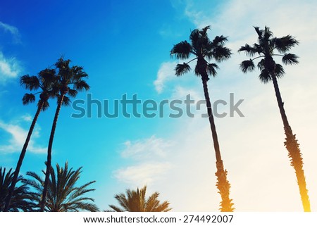 Retro style image of silhouetted lush palm trees against dusky bright sky at sunset, excellent shot for a background, flare sun light, filtered image