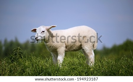 Little lamb standing against a blue sky