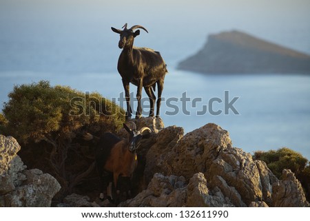 Curious goats. Goats typical for Mediterranean sea region with sea and island in the background. Picture taken on the small Greek island known for its climbing resorts