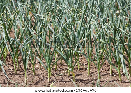 garlic. rows of young garlic on the garden. sustainable small scale food production.