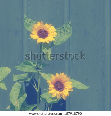 Vintage photo of sunflower in front od green painted wooden background