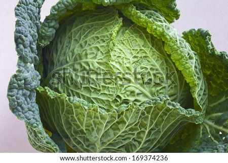 Home grown Savoy cabbage (Brassica oleracea var. sabauda) is a winter vegetable used in stews and soups, as well as roasted plain and drizzled with olive oil.