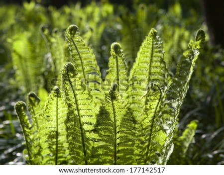 green crown; young fern plants in natural back light; spiral shapes are typical on young plants