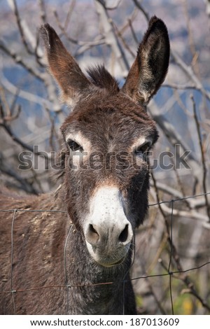 Poor brown donkey looking over the wire fence