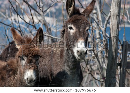 Two brown donkeys looking over the wire fence