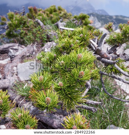Detail of a small mountain pine tree. Pinus mugo or dwarf mountain pine is adapted to high snow and regular avalanches. It grows slow due to hard conditions in high altitudes.