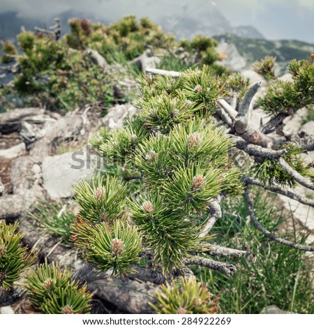 Detail of a dwarf pine tree.  Pinus mugo or mountain pine is adapted to harsh winters. It is a symbol of resilient organism. Filters and non-realistic white balance applied for retro  effect.