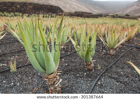 Aloe Vera plants on the field in the north part of volcanic island of Lanzarote, Canary islands, Spain. Field is artificially irrigated due to the arid climate. Plants grow from volcanic ashes.