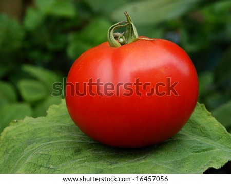 red tomato grown in ontario wallpaper background food