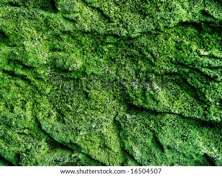 vibrant green fungi moss covered rock wallpaper background