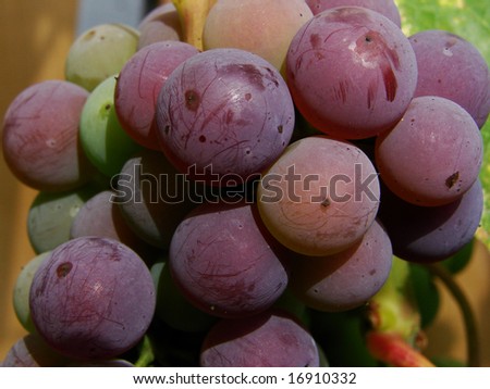 purple grape grapes ripening wallpaper background