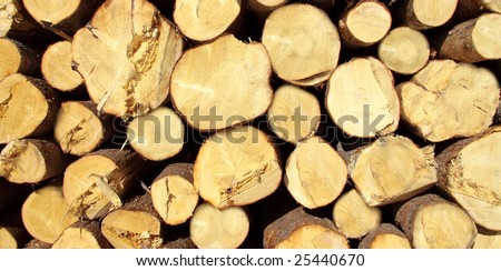 jack pine log pile in lumber yard sitting idle because of global recession