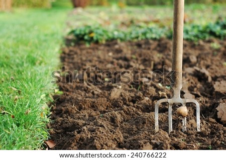 Forks in the ground, digging potatoes on the plot