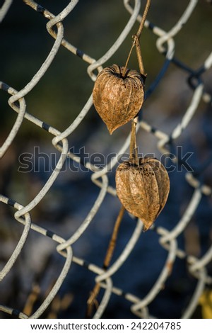 Physalis alkekengi winter the fence wire
