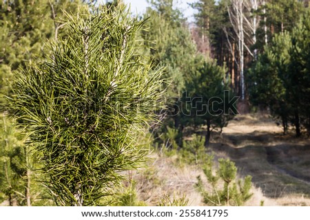 Small pine in coniferous forest on the background of rural roads