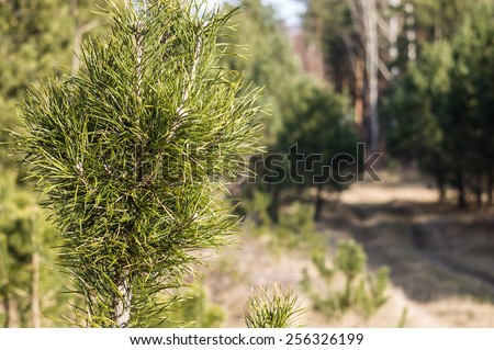 Small pine in coniferous forest on the background of rural roads