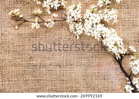Blooming branch of damson plum tree on jute sack background
